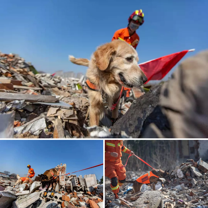 救下30多人的狗素材图片